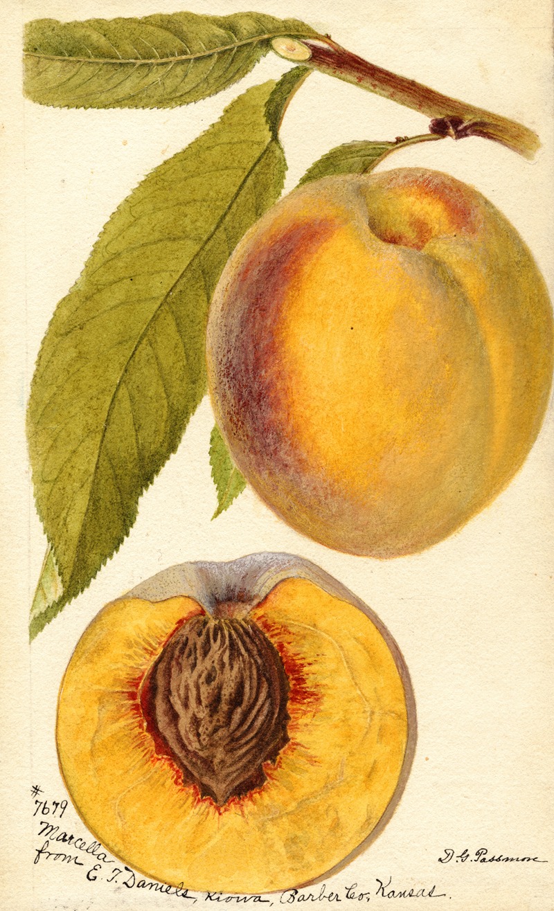Deborah Griscom Passmore - Prunus persica: Marcella