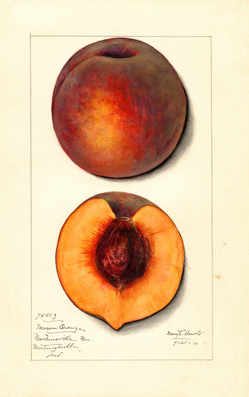 Mary Daisy Arnold - Prunus persica: Masons Orange