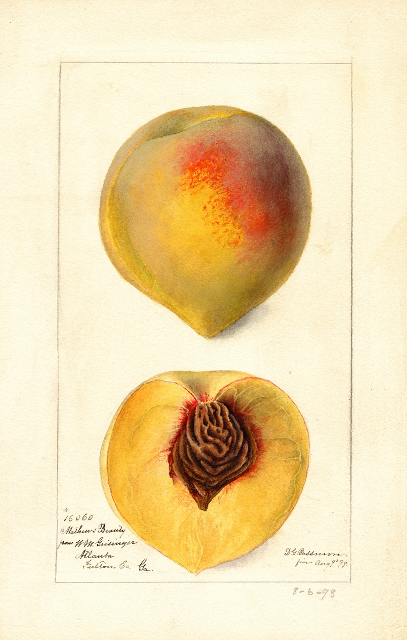 Deborah Griscom Passmore - Prunus persica: Mathews Beauty