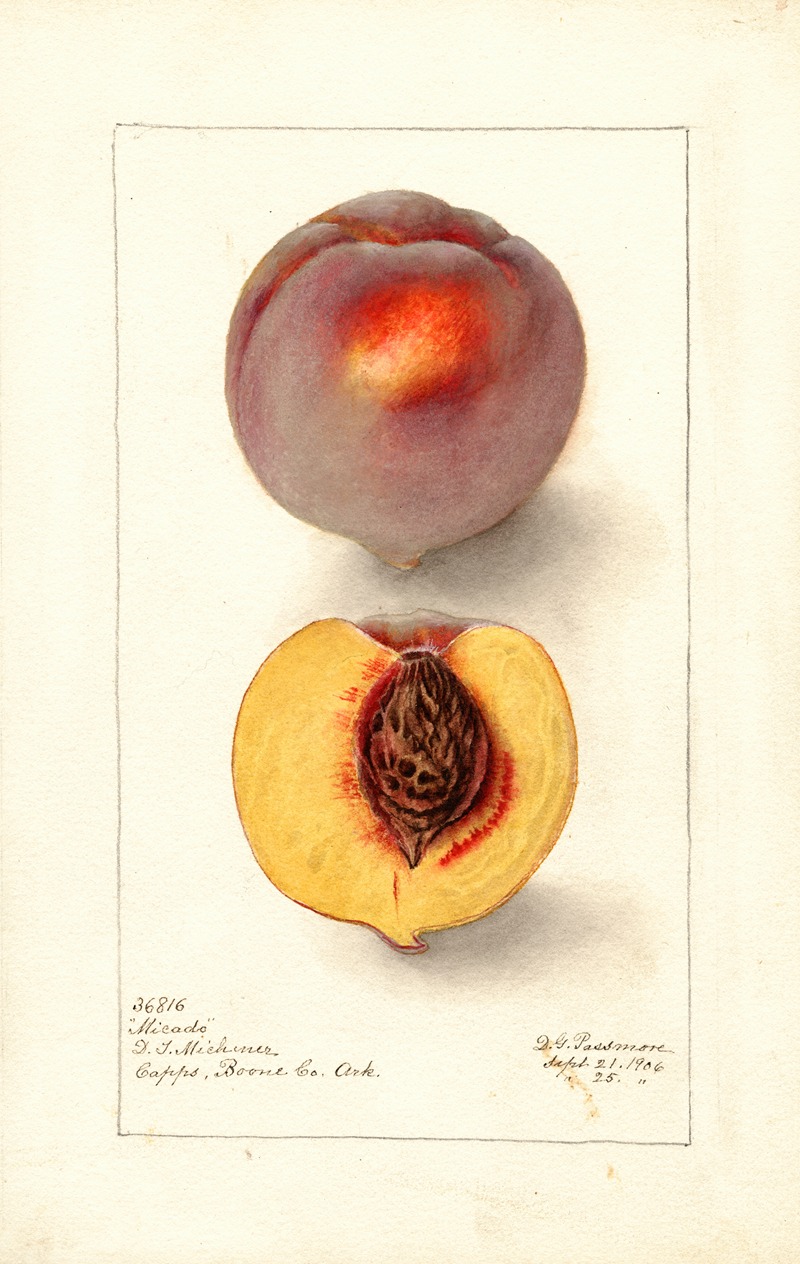 Deborah Griscom Passmore - Prunus persica: Micado