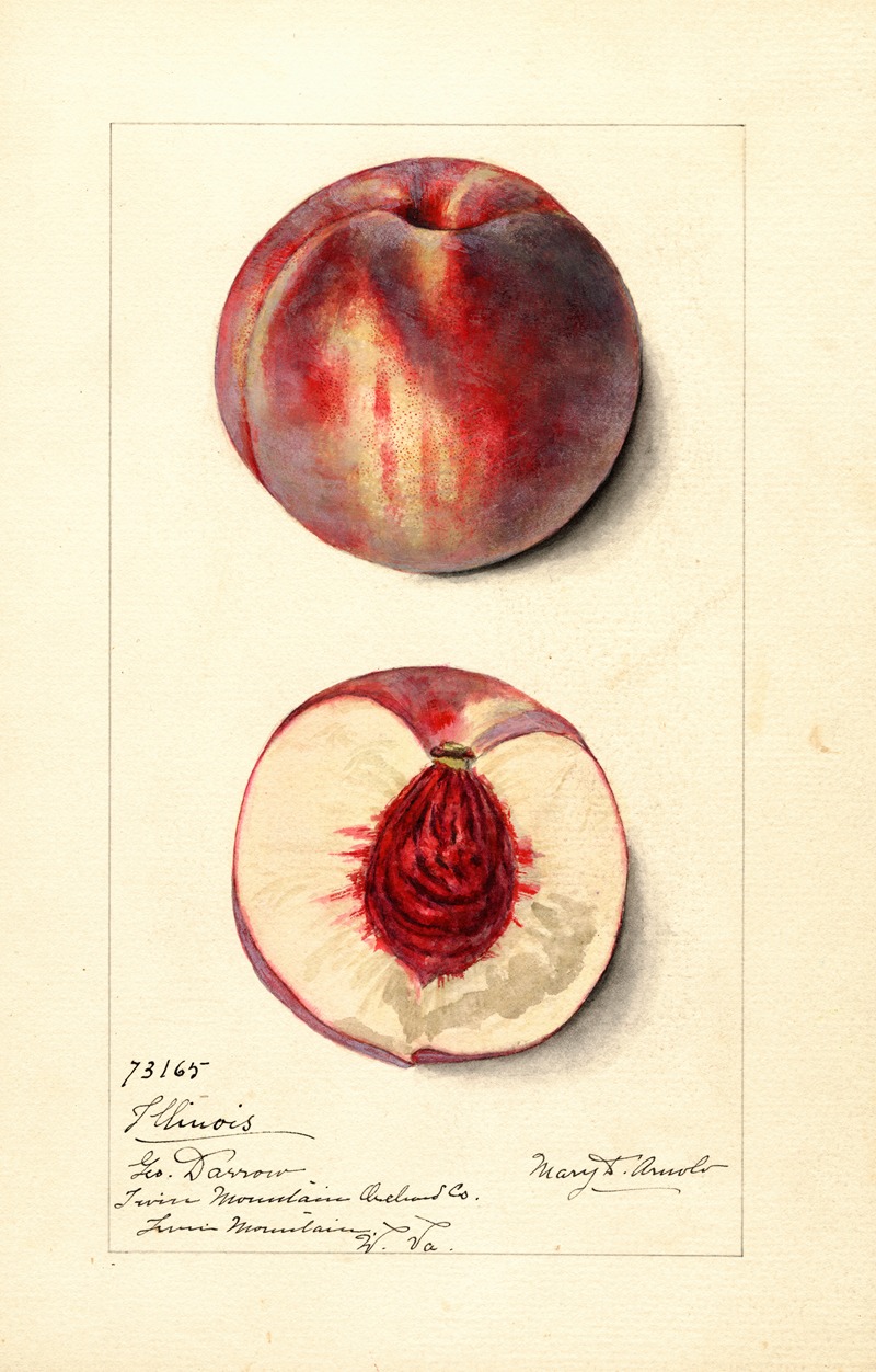 Mary Daisy Arnold - Prunus persica: Illinois