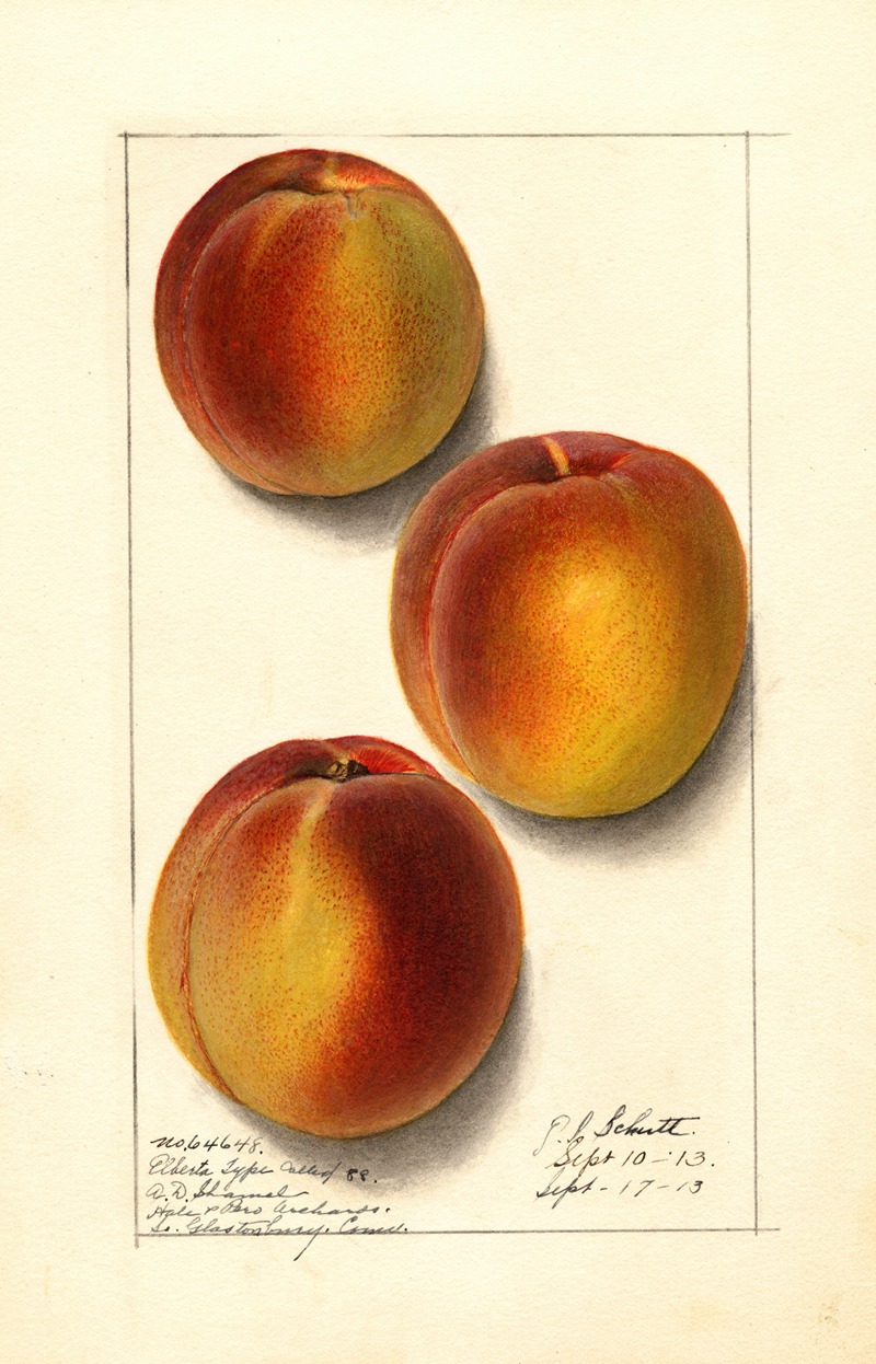 Ellen Isham Schutt - Prunus persica: Elberta