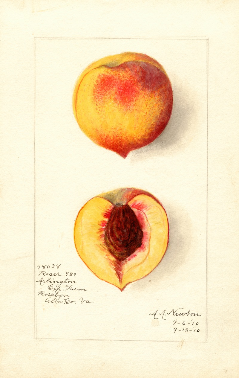 Amanda Almira Newton - Prunus persica: Roser