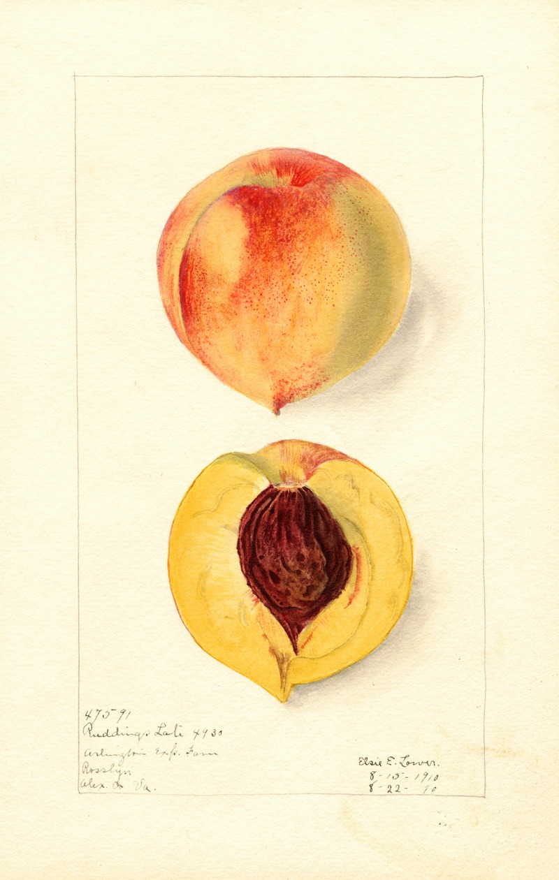 Elsie E. Lower - Prunus persica: Ruddings Late