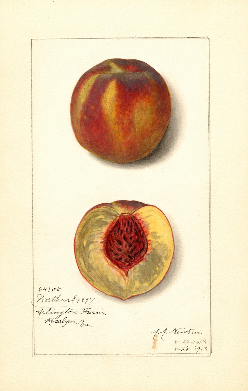 Amanda Almira Newton - Prunus persica: Worthen