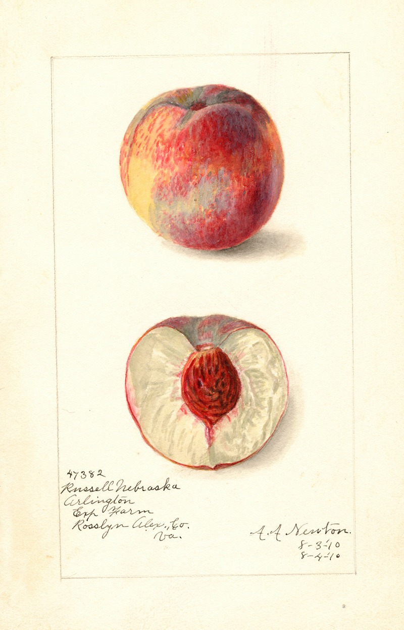 Amanda Almira Newton - Prunus persica: Russell Nebraska