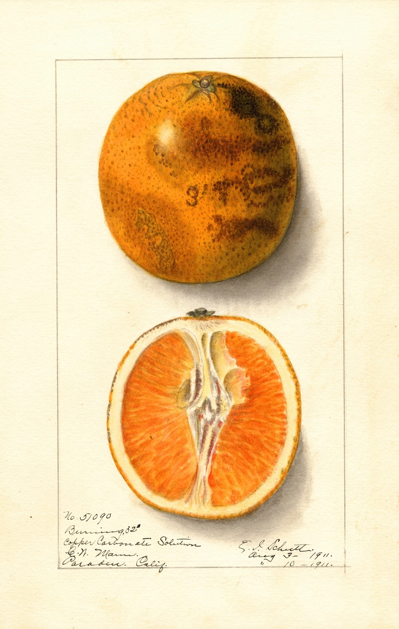 Ellen Isham Schutt - Citrus sinensis: Valencia