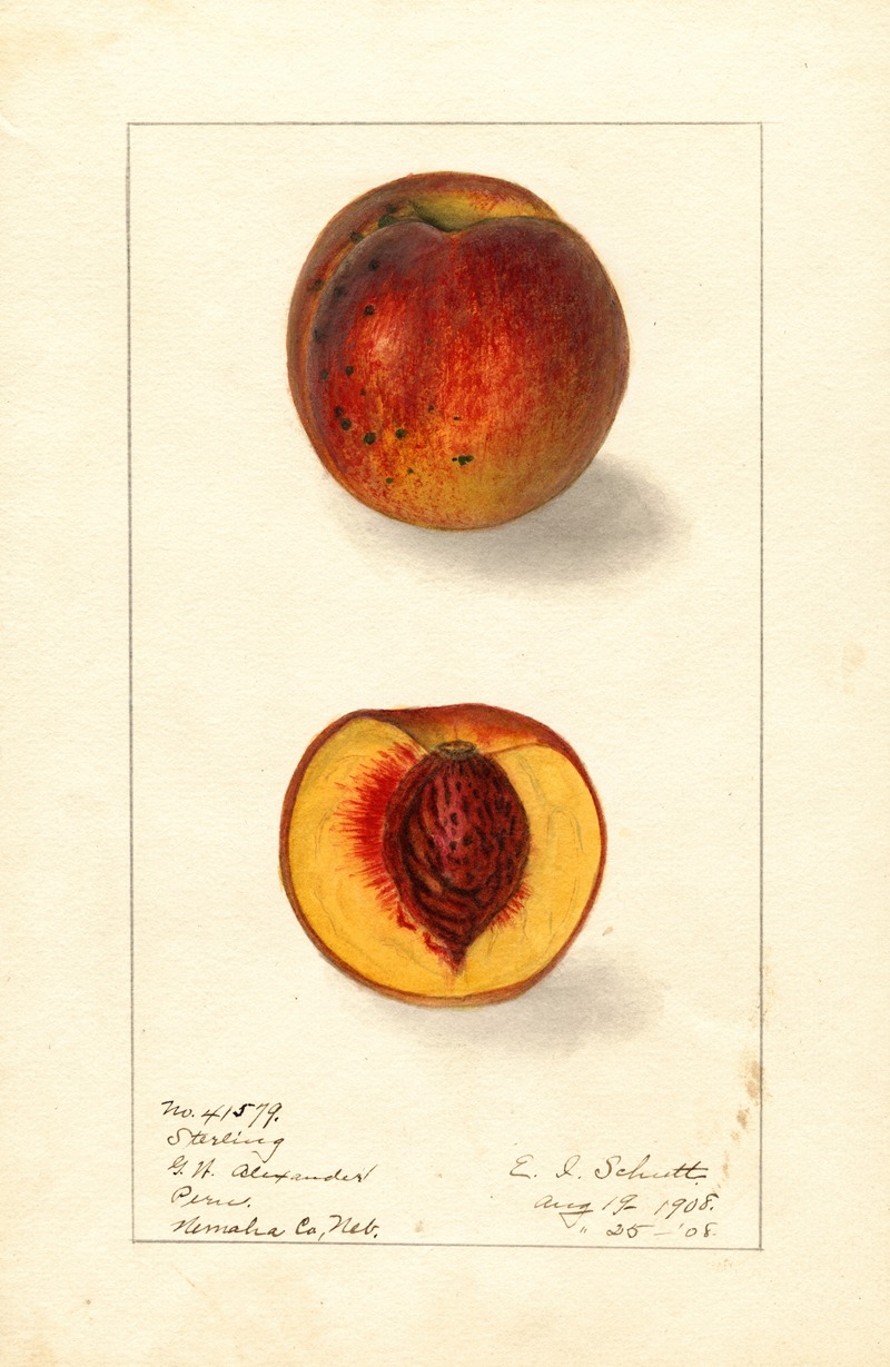 Ellen Isham Schutt - Prunus persica: Sterling