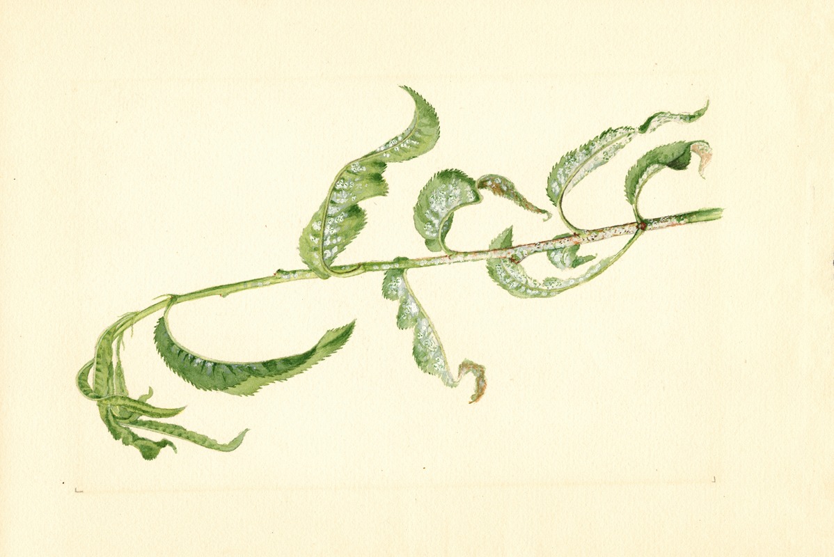 James Marion Shull - Prunus persica