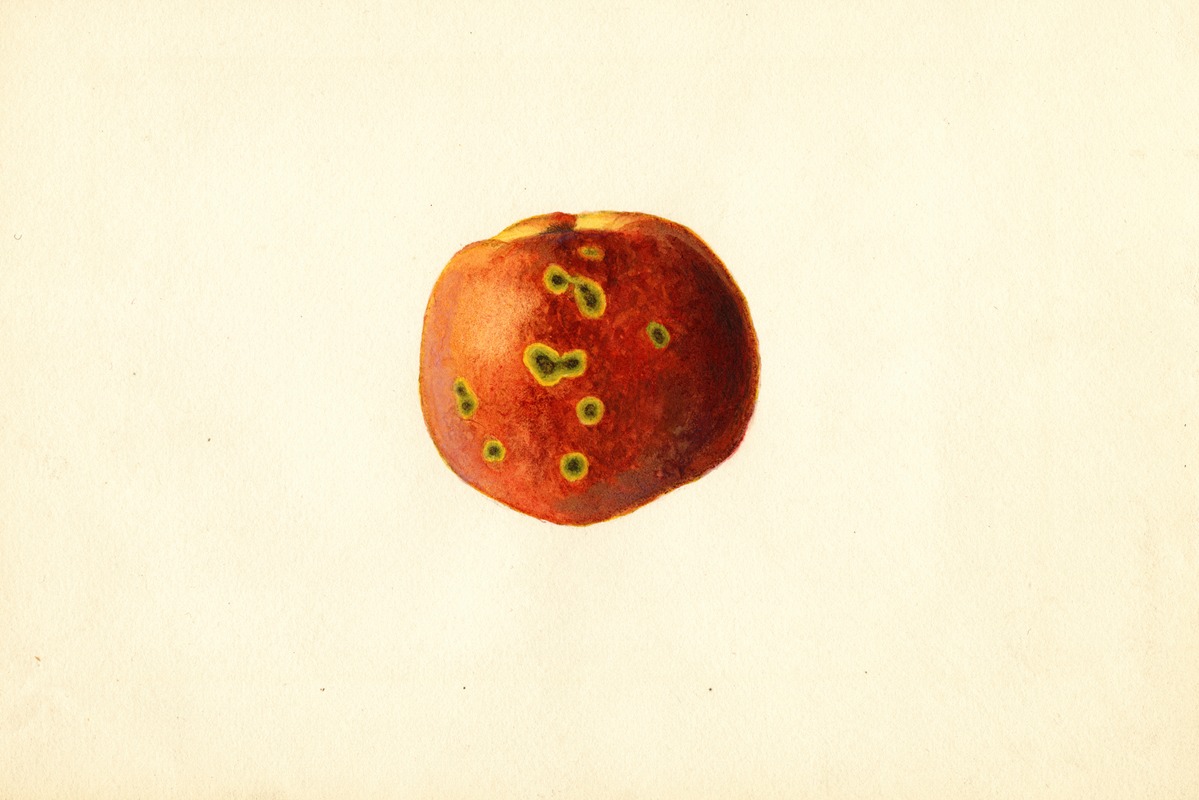 James Marion Shull - Prunus persica: Sutler Cling