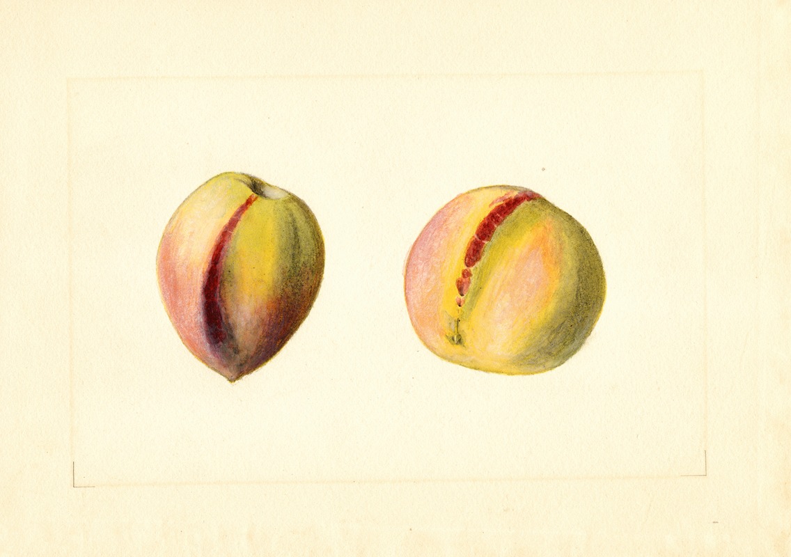 James Marion Shull - Prunus persica: Early Crawford?