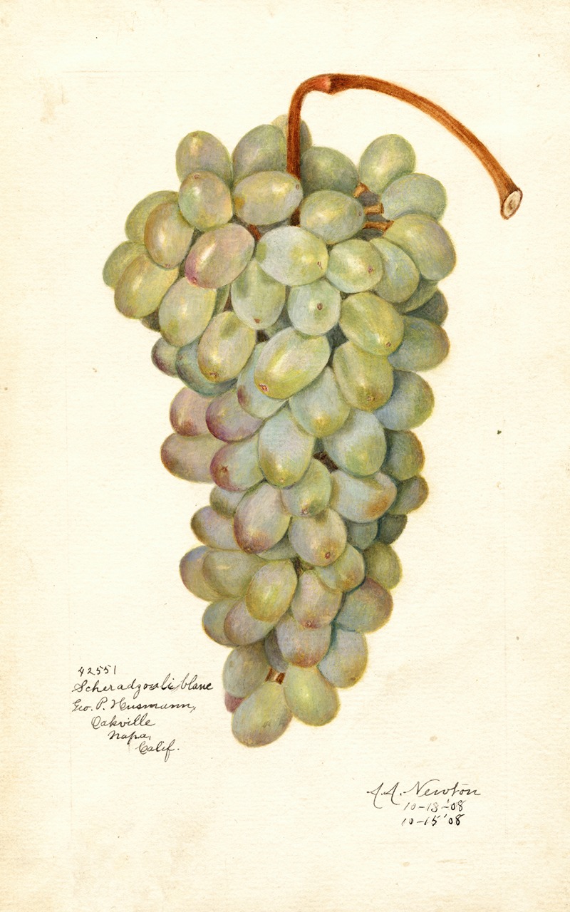 Amanda Almira Newton - Vitis: Scheradzouli Blanc