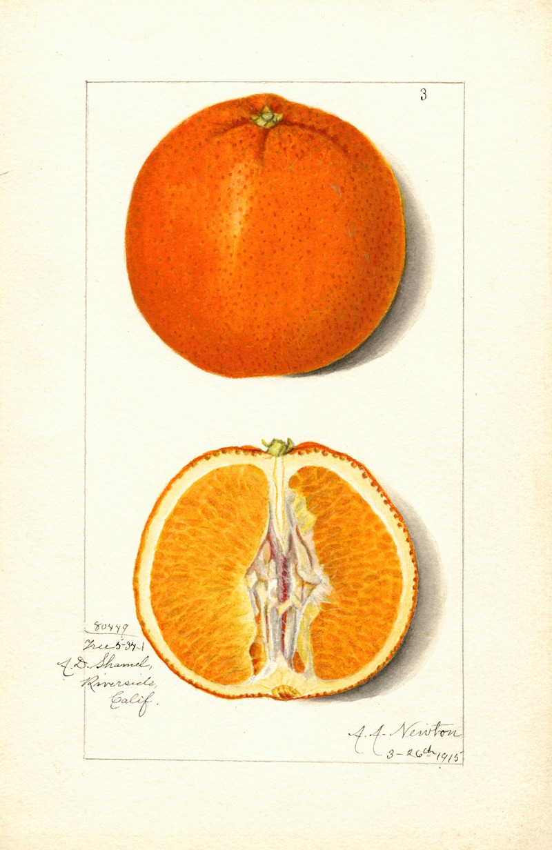 Amanda Almira Newton - Citrus sinensis