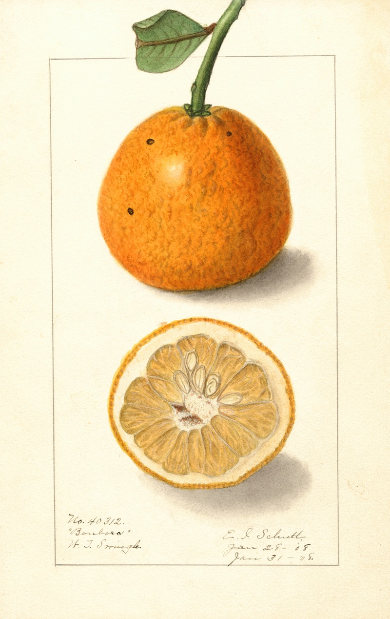 Ellen Isham Schutt - Citrus sinensis: Bonboro