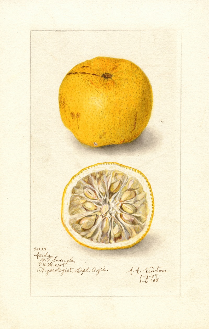Amanda Almira Newton - Citrus sinensis: Acida