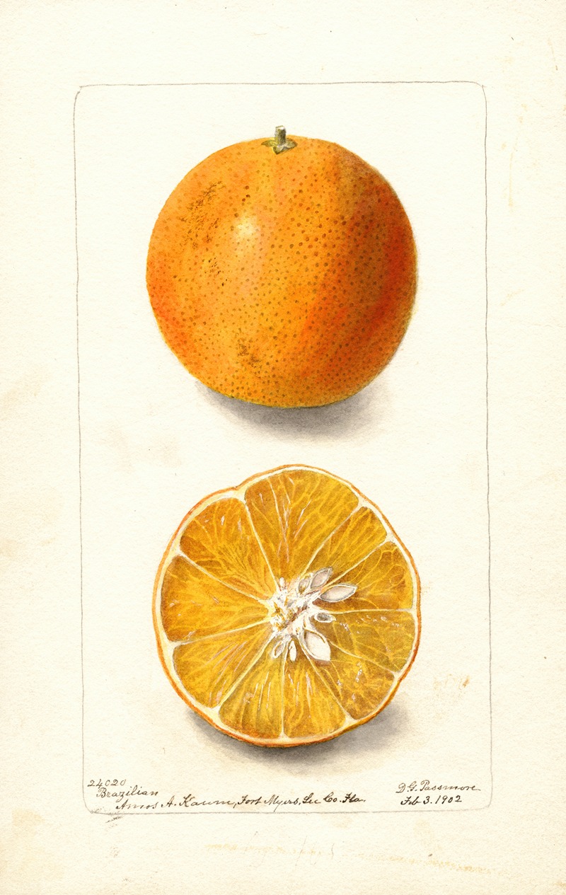Deborah Griscom Passmore - Citrus sinensis: Brazilian