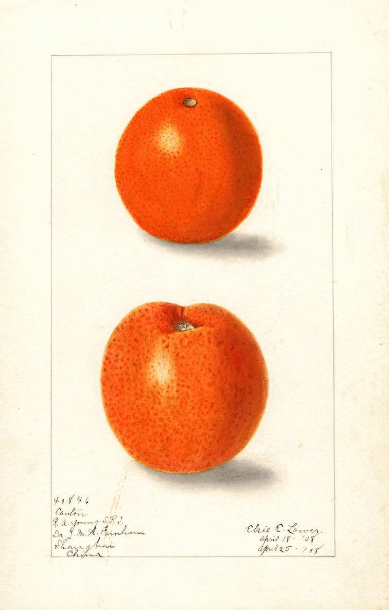 Elsie E. Lower - Citrus sinensis: Canton