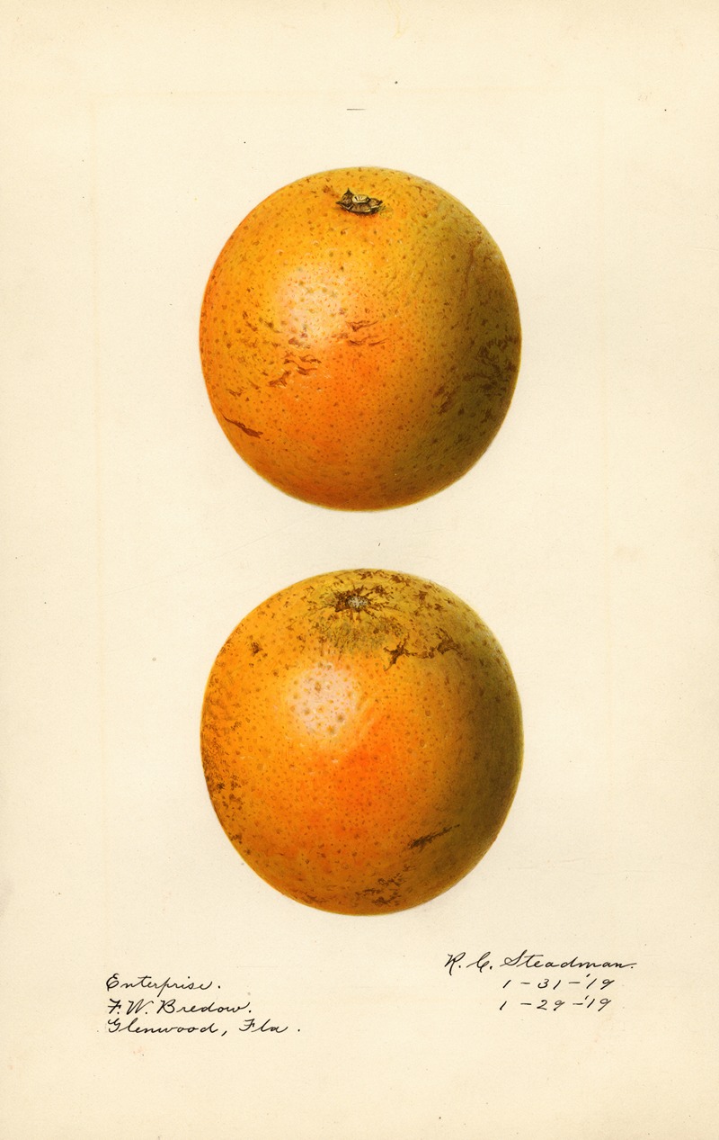Royal Charles Steadman - Citrus sinensis: Enterprise