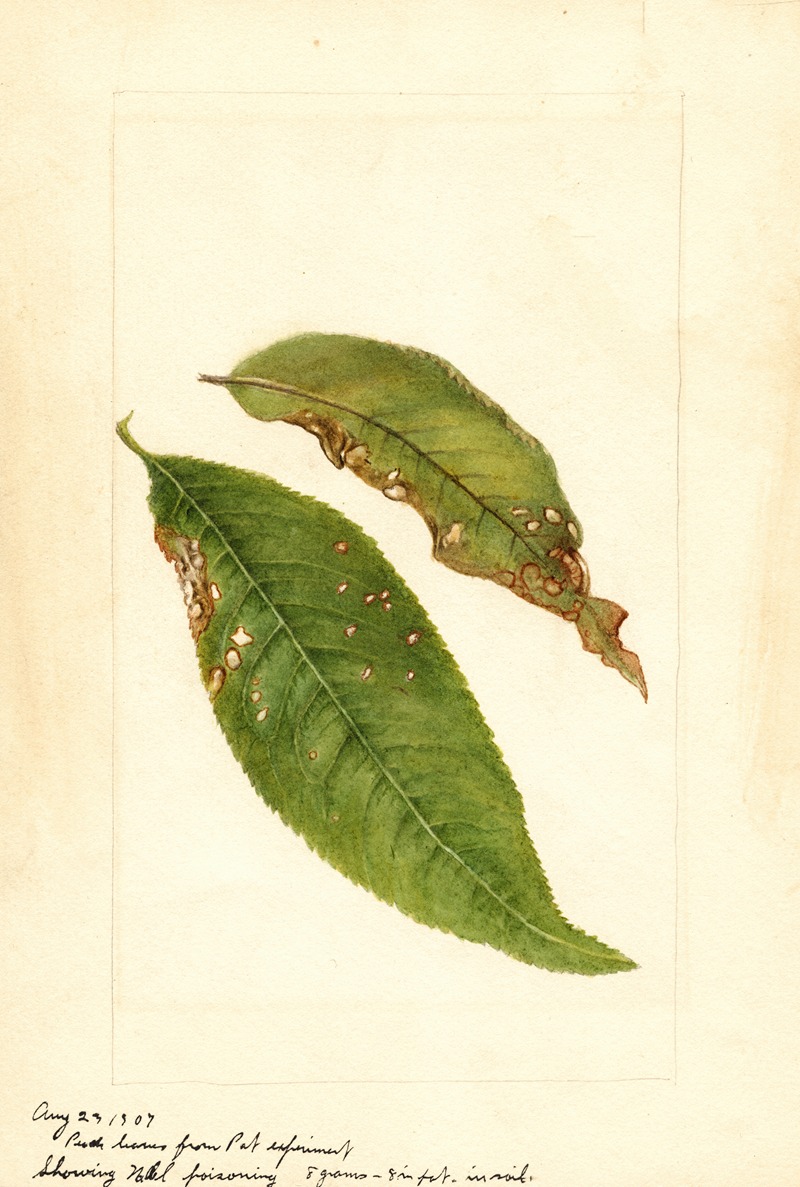 Anonymous - Prunus persica