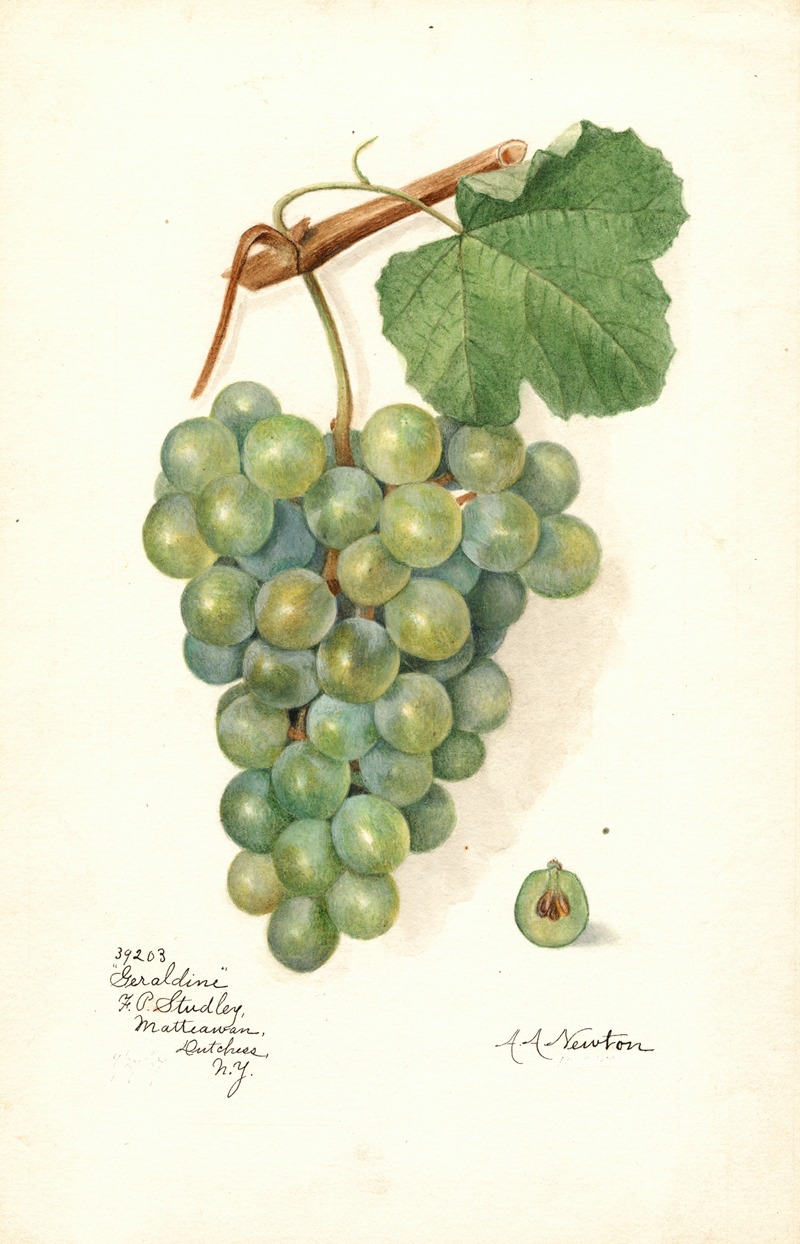 Amanda Almira Newton - Vitis: Geraldine