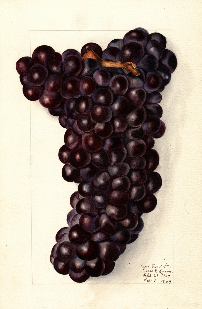 Elsie E. Lower - Vitis: Gros