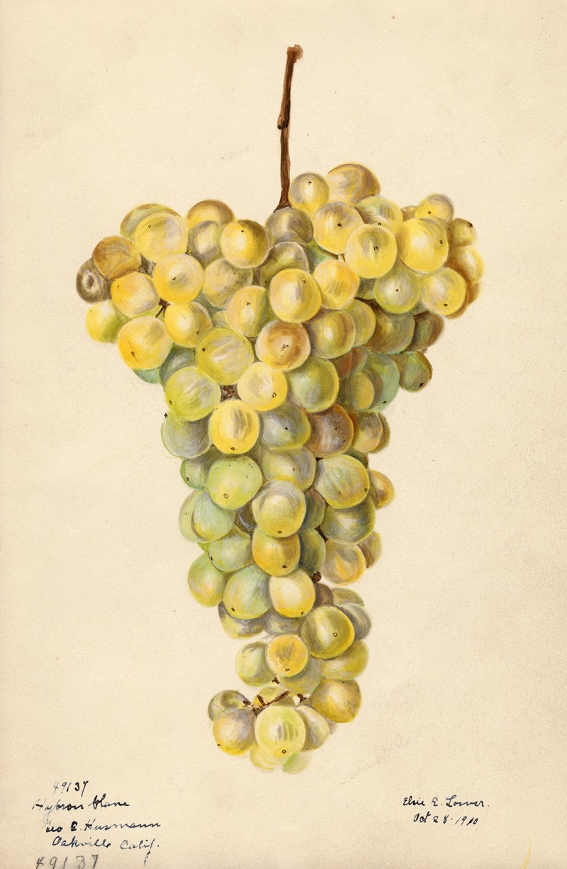 Elsie E. Lower - Vitis: Hybron Blanc