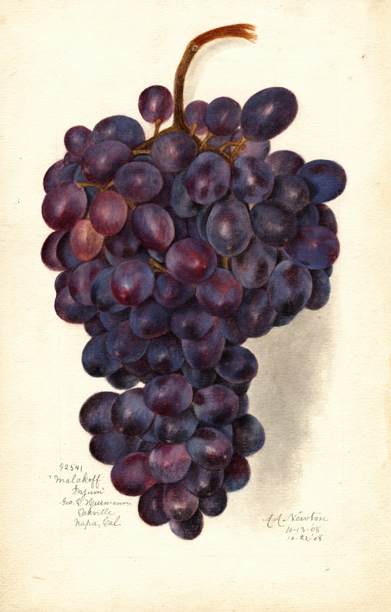 Amanda Almira Newton - Vitis: Malakoff Isjum