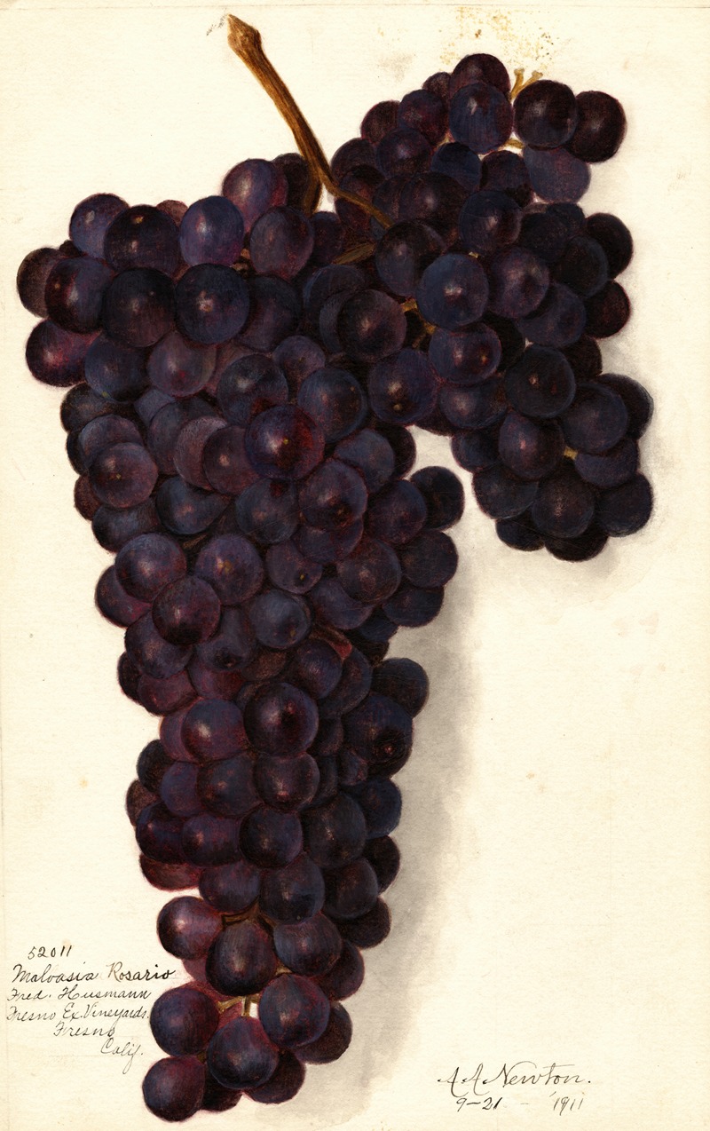 Amanda Almira Newton - Vitis: Malvasia Rosario