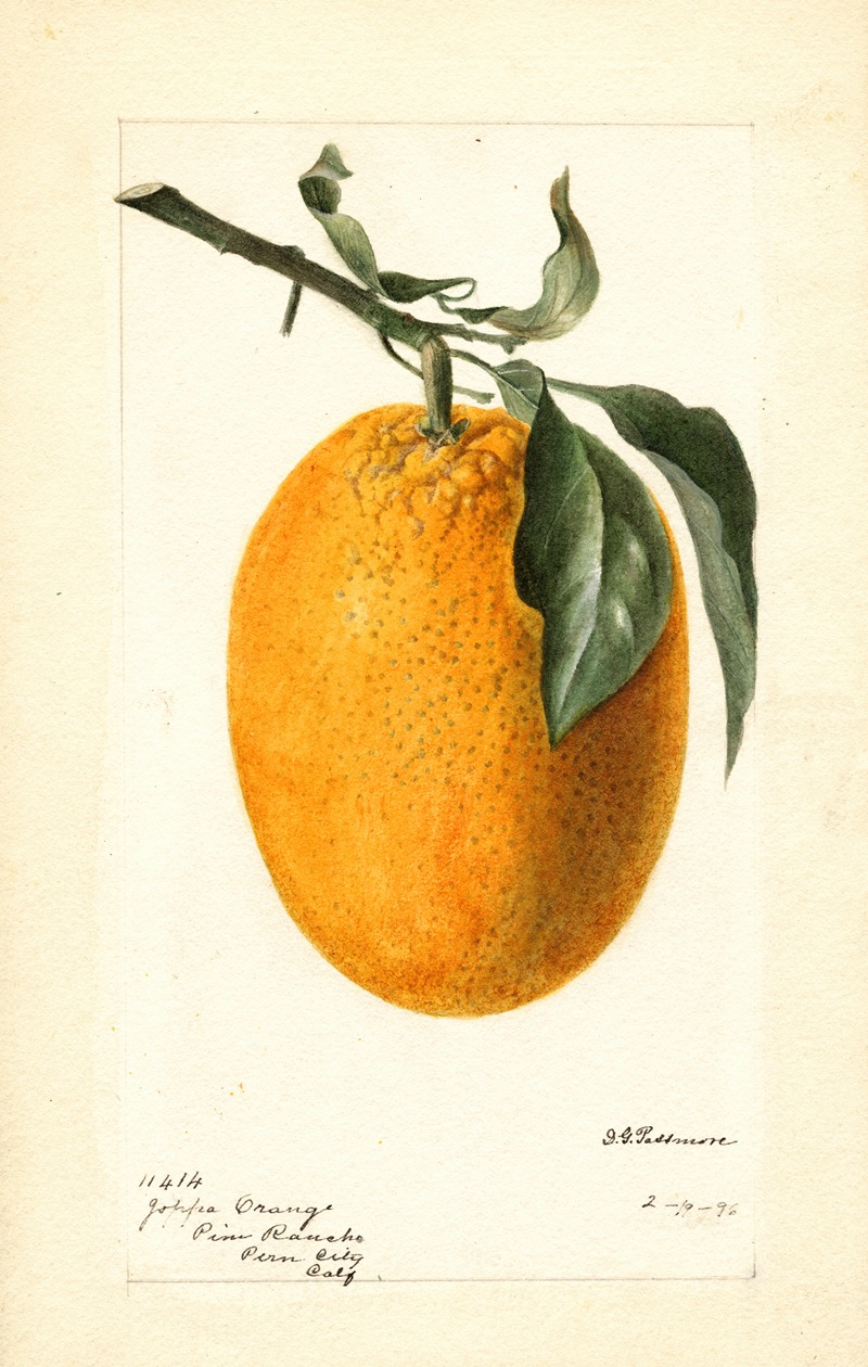 Deborah Griscom Passmore - Citrus sinensis: Joppa