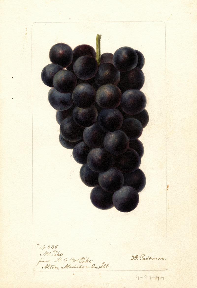 Deborah Griscom Passmore - Vitis: McPike