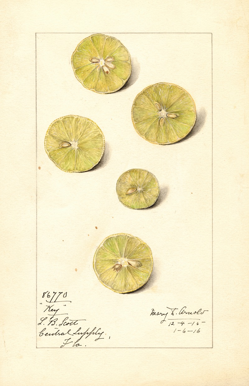 Mary Daisy Arnold - Citrus aurantiifolia: Key