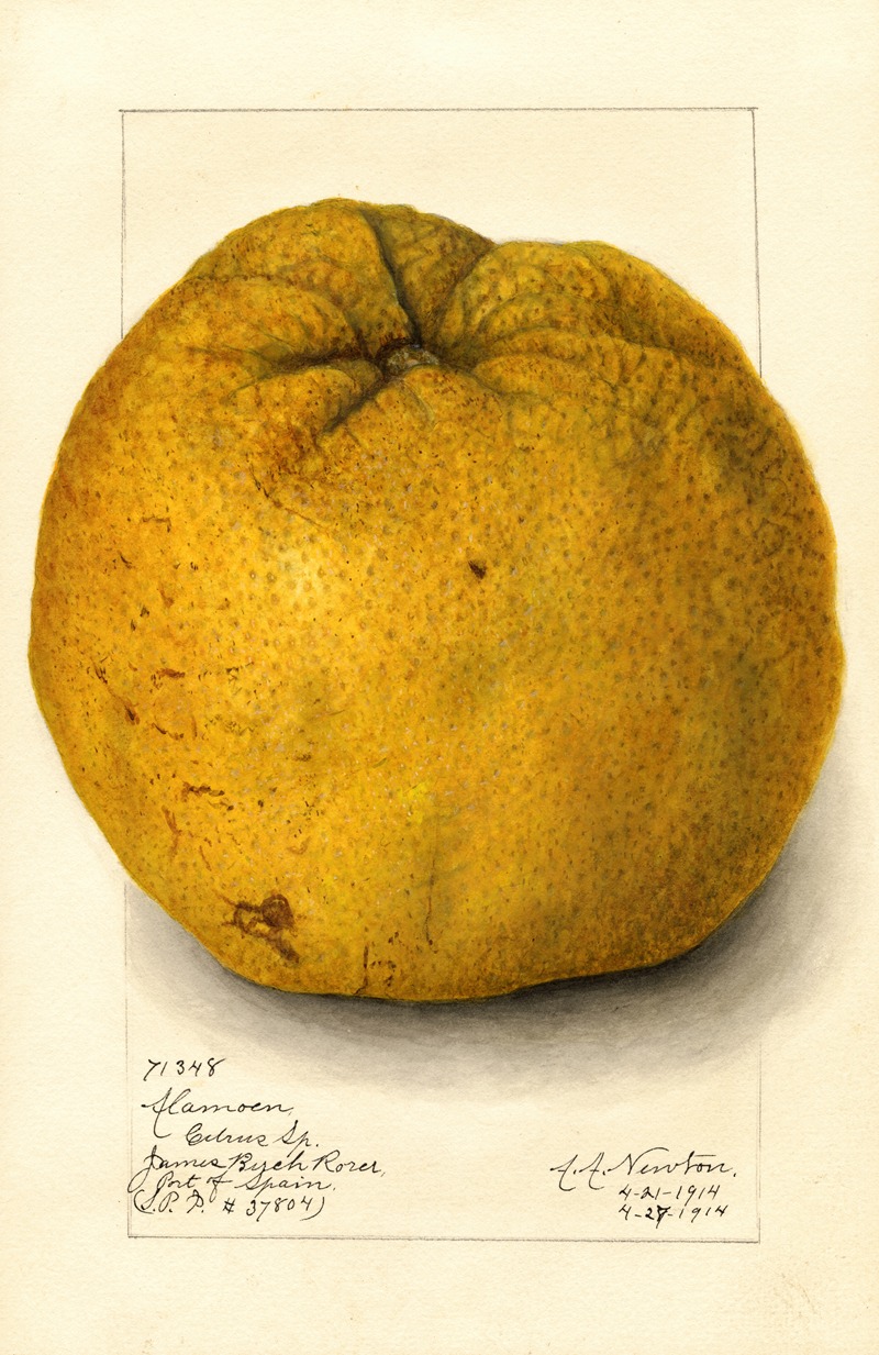 Amanda Almira Newton - Citrus grandis: Alamoen