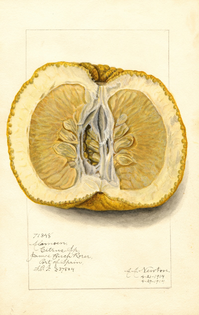 Amanda Almira Newton - Citrus grandis: Alamoen