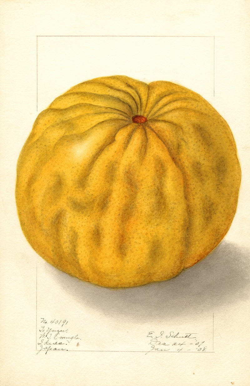 Ellen Isham Schutt - Citrus grandis: To Yuzu