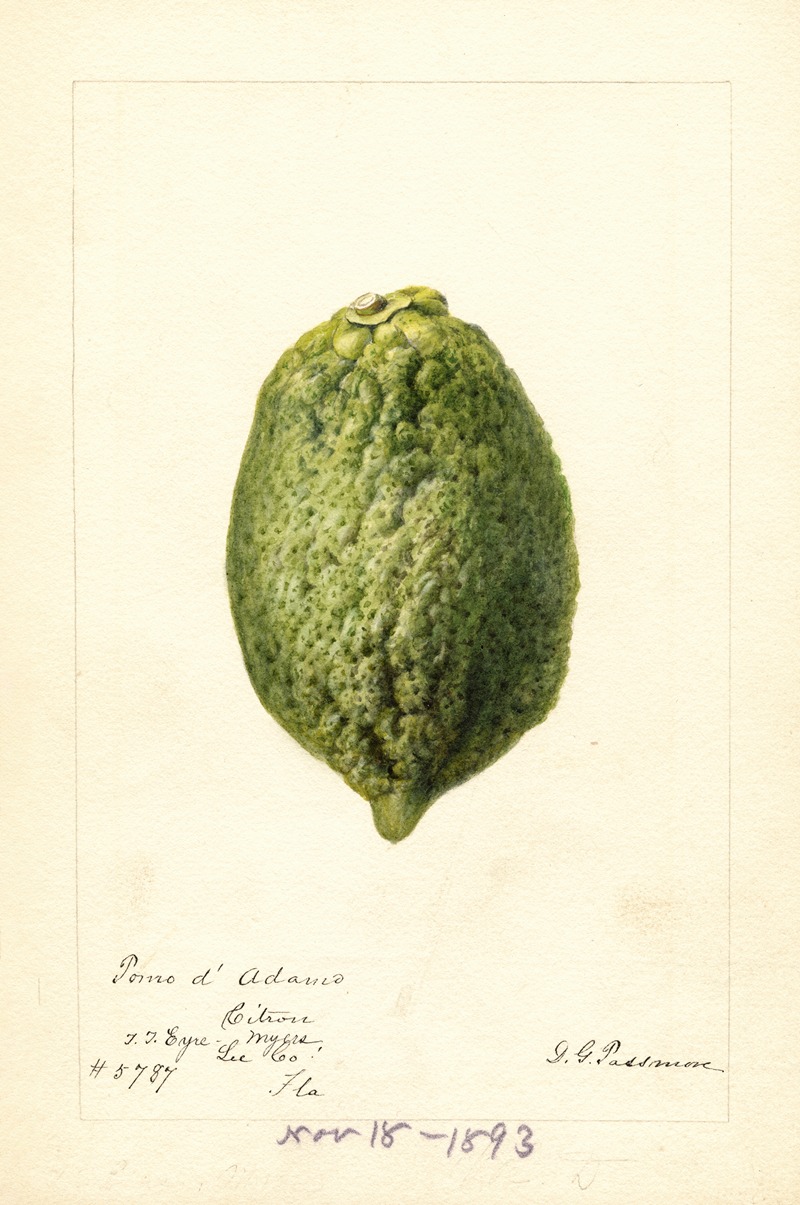 Deborah Griscom Passmore - Citrus medica: Pomo d’Adams