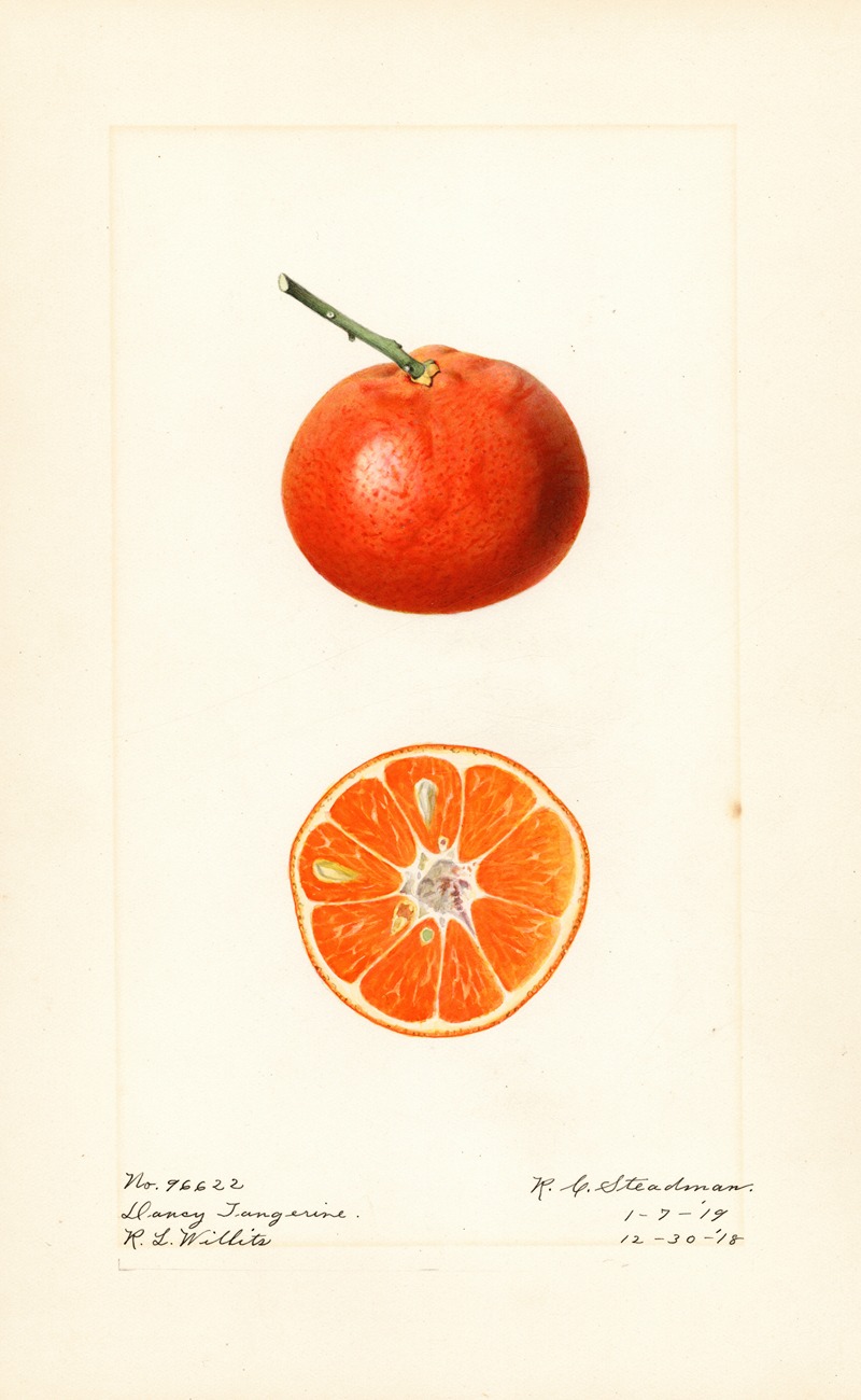 Royal Charles Steadman - Citrus reticulata: Dancy