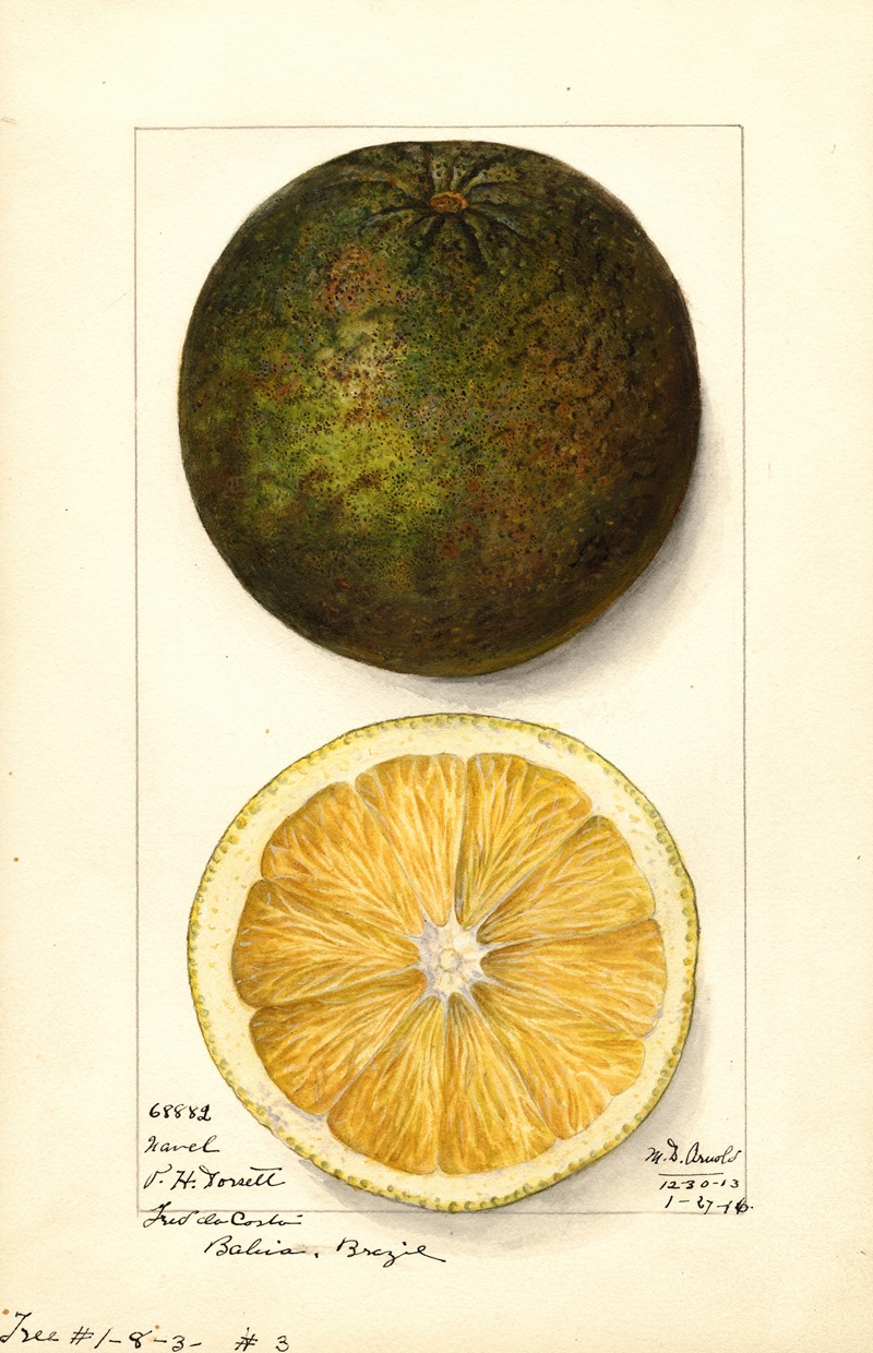 Mary Daisy Arnold - Citrus sinensis: Navel