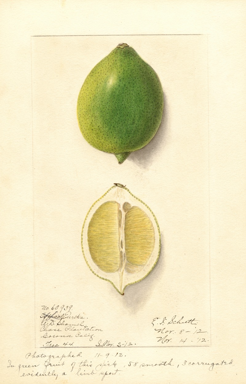 Ellen Isham Schutt - Citrus limon: Eureka