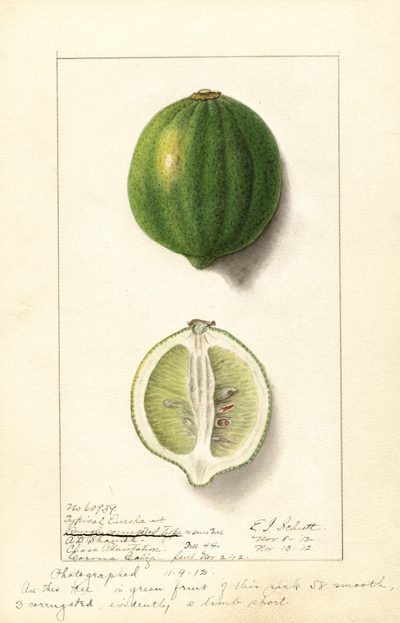 Ellen Isham Schutt - Citrus limon: Eureka