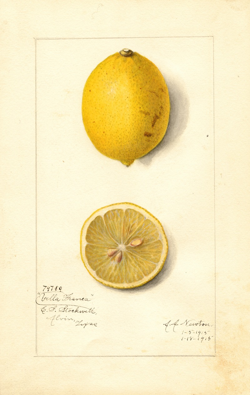 Amanda Almira Newton - Citrus limon: Villa France