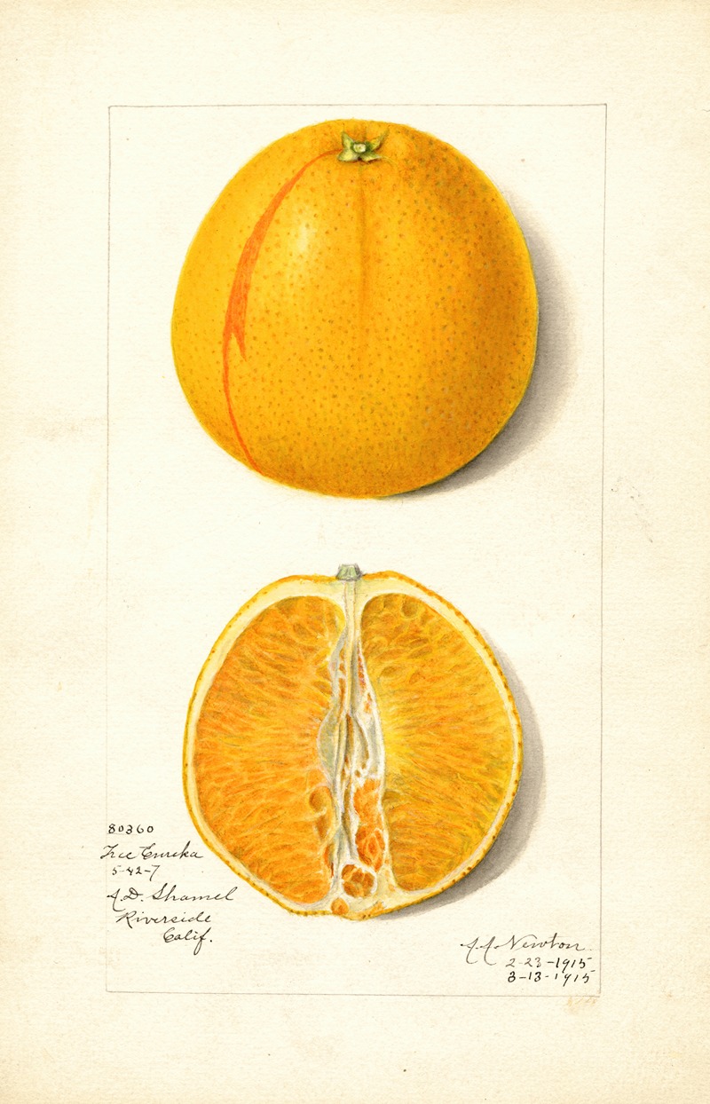 Amanda Almira Newton - Citrus sinensis: True Eureka