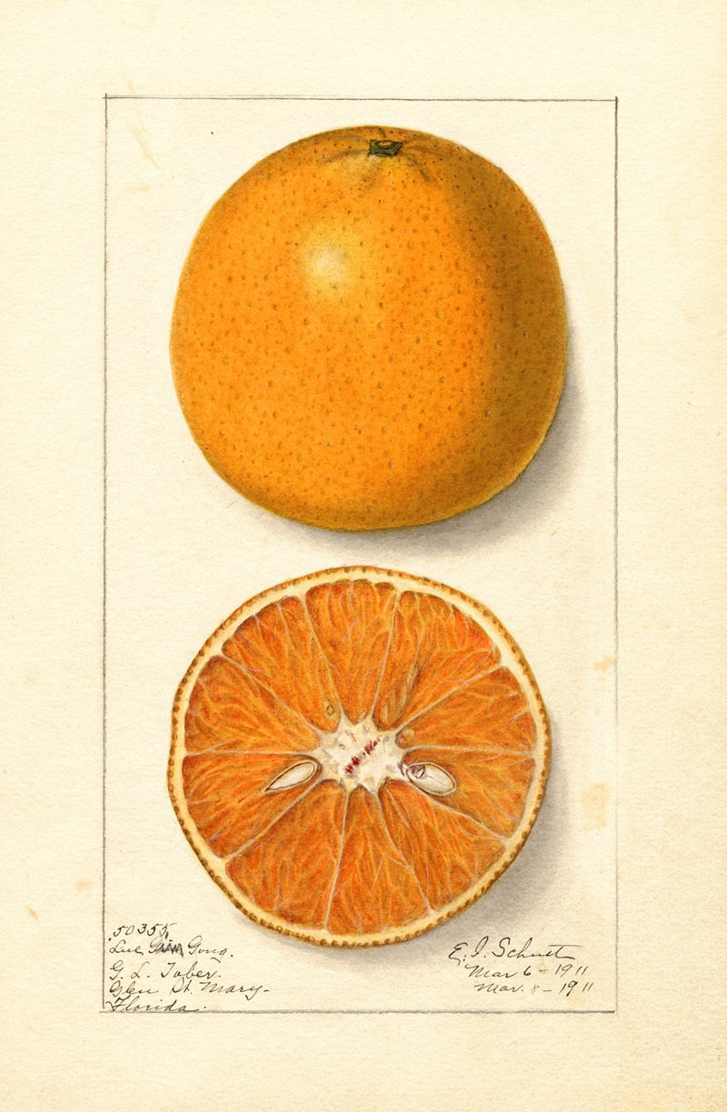 Ellen Isham Schutt - Citrus sinensis: Lue Gim Gong