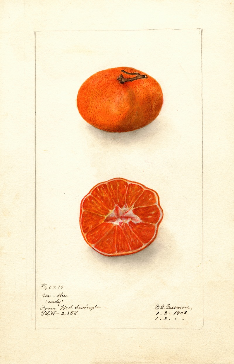 Deborah Griscom Passmore - Citrus sinensis: Early Un-Shu