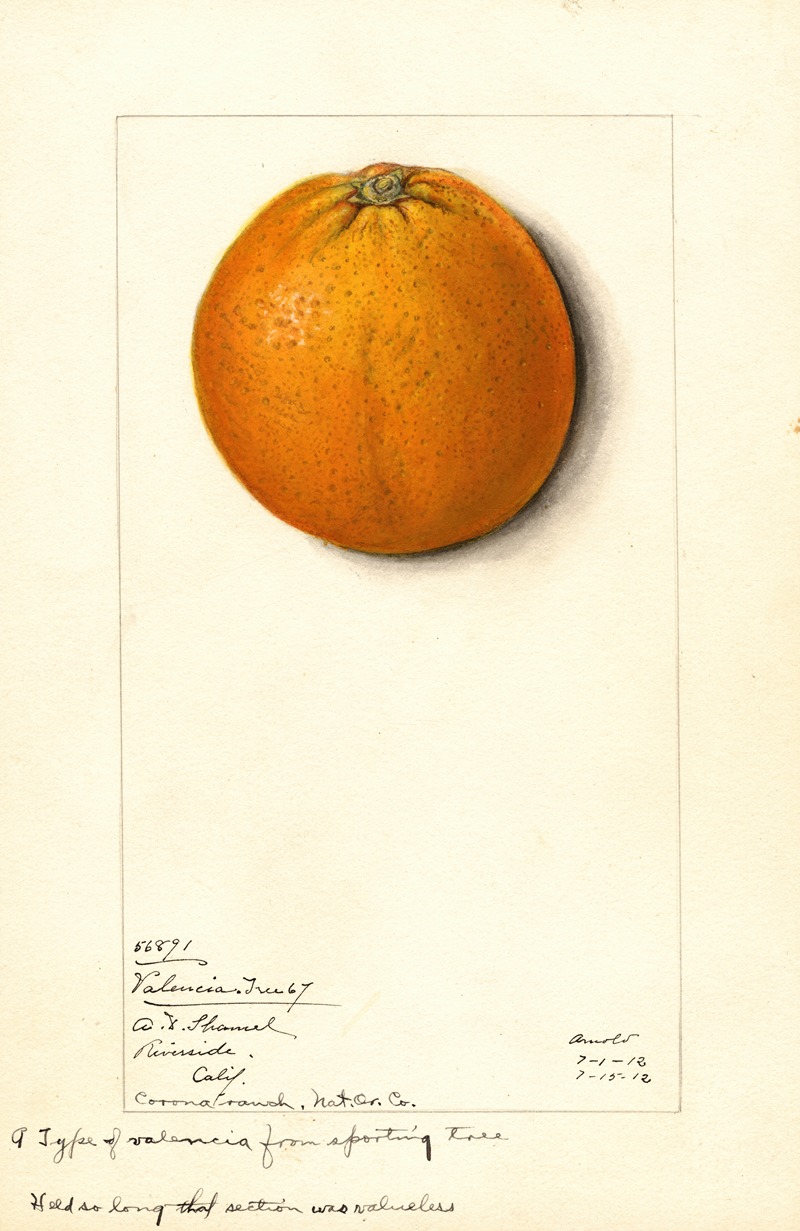 Mary Daisy Arnold - Citrus sinensis: Valencia