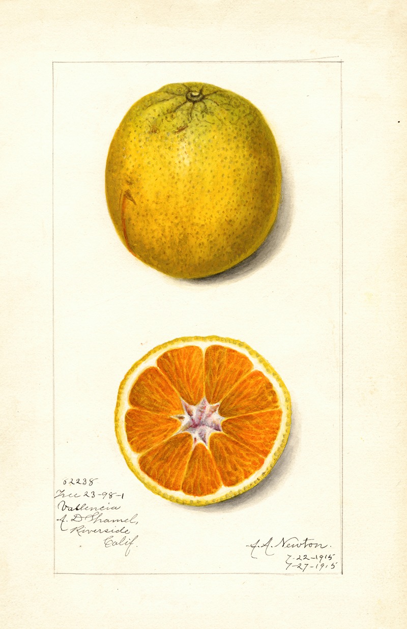 Amanda Almira Newton - Citrus sinensis: Valencia