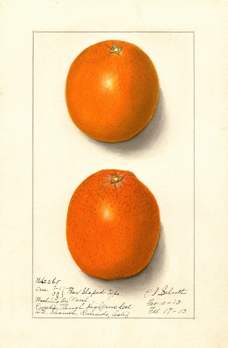 Ellen Isham Schutt - Citrus sinensis: Washington Navel