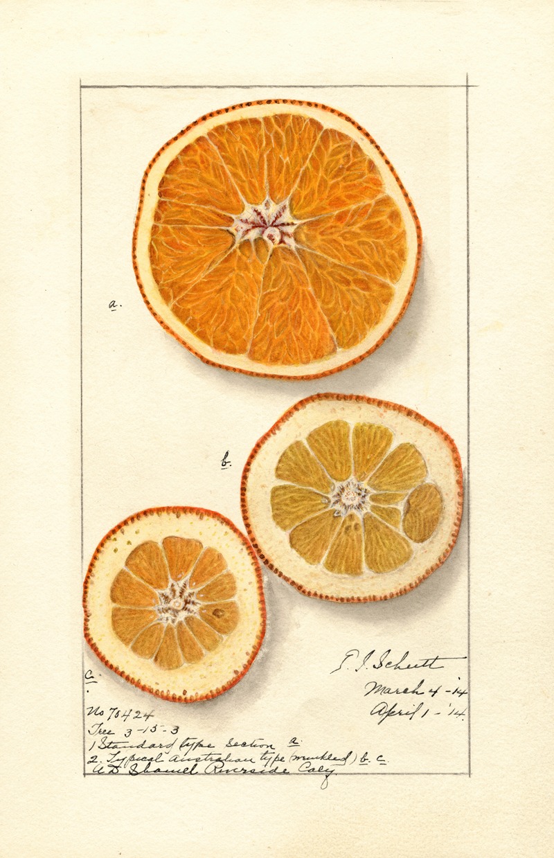 Ellen Isham Schutt - Citrus sinensis: Washington Navel