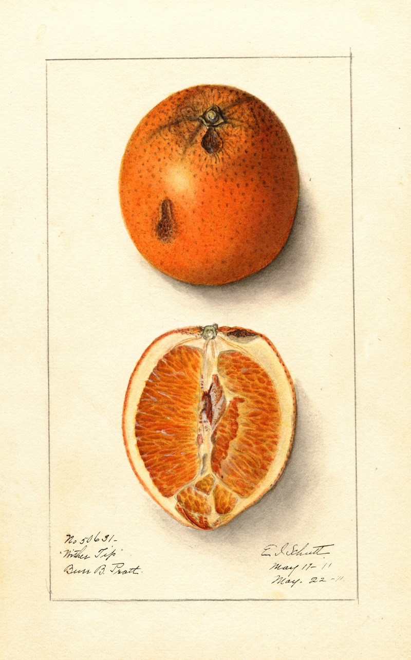 Ellen Isham Schutt - Citrus sinensis: Washington Navel