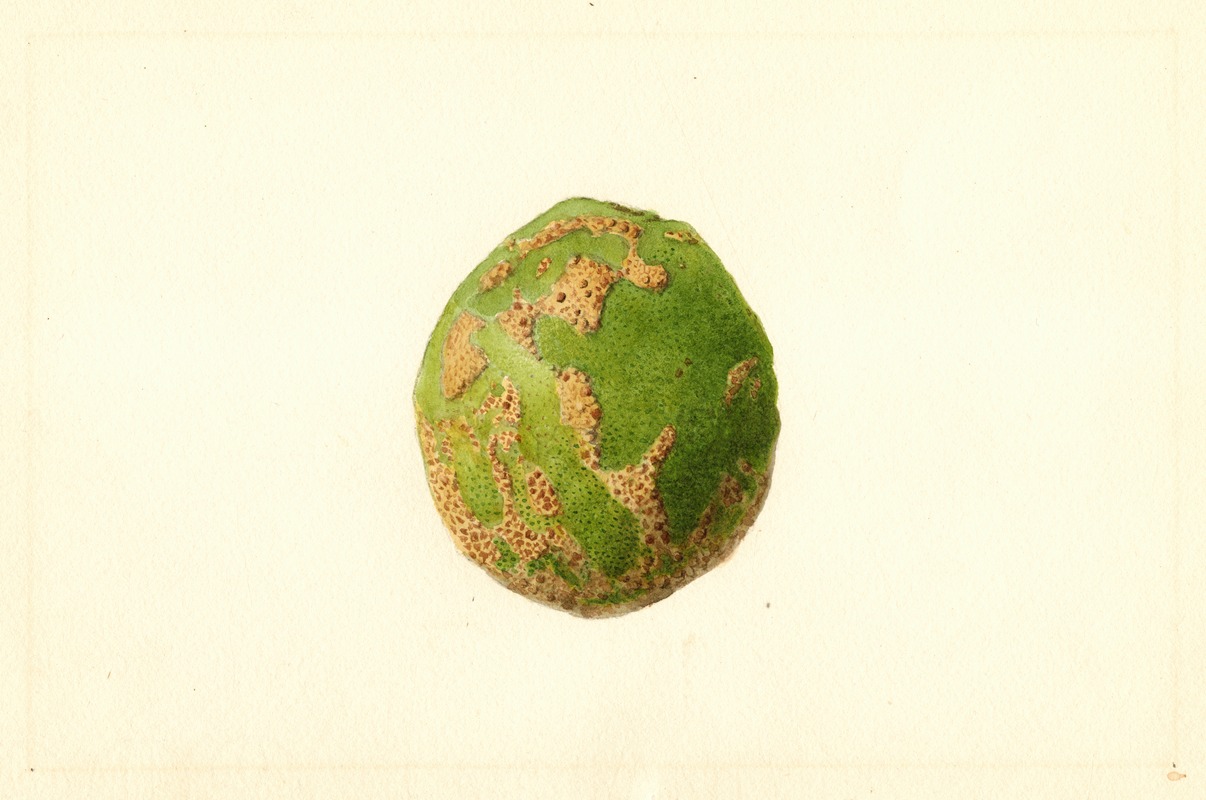 James Marion Shull - Citrus paradisi