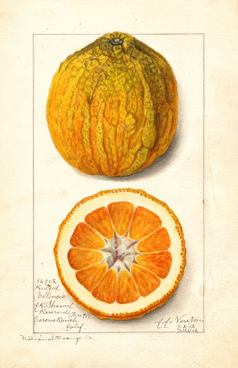 Amanda Almira Newton - Citrus sinensis: Valencia